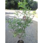  голубика ( голубой душ ) большой АО 