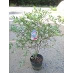  голубика (tif голубой )