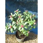  Gin chouge( красный )