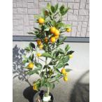  вид нет кинкан (....)