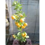  большой реальный кинкан 