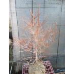 dou Dan азалия 