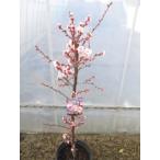  цветок слива саженец видеть .( строительная техника .)