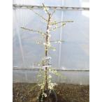 shi.. слива саженец месяц ....