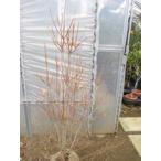 dou Dan азалия ( большой АО )