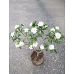  Gin chouge( белый )