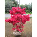  азалия (. фиолетовый .) очень большой АО chi расческа алый 