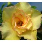 atenium золотой шелк 