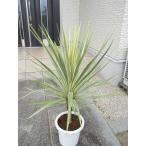 koru Gigli neto- Bay dazla-( белый драцена ) большой АО 