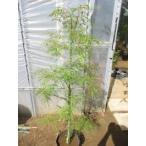  клен (ko tonneau ito)