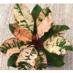 . ввод плюмерия красный 