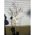  солнечный shuyu