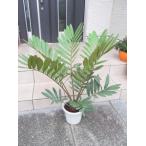  Mexico саговник The mia 