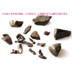 ¥®¥Ù¥ª¥ó ð¨ÀÐ ¸¶ÀÐ ¥Ê¥Á¥å¥é¥ë¡ÊÀö¤¤¡¦Ëᤥʥ·¡Ë 1¥°¥é¥à¡Á¡¡¡¡Gibeon meteorite