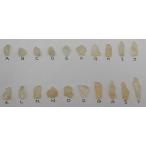 [ почтовый заказ ограничение!]libi Anne стакан 0.5g Libyan Desert Glasslibi Anne стекло удар стакан 