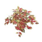 コレウスハンギングブッシュ/レッドミックス◆ポット/バーグ付◆光触媒加工可！