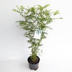  вечнозеленый ясень высота дерева 0.8m передний и задний (до и после) 18cm pot ( одиночный товар )( бесплатная доставка ) рассада растение саженец двор 