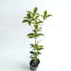  серебристый wooden высота дерева 0.3m передний и задний (до и после) 10.5cm pot (10 шт. комплект )( бесплатная доставка ) рассада растение саженец двор 
