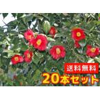 ヤブツバキ樹高0.5m前後10.5...