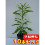 ヤマモモ樹高0.2m前後10.5c...