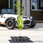  дуб острейший высота дерева 0.8m передний и задний (до и после) 10.5cm pot (50 шт. комплект )( бесплатная доставка ) рассада растение саженец двор 