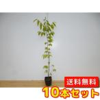 keyaki высота дерева 0.8m передний и задний (до и после) 10.5cm pot (10 шт. комплект )( бесплатная доставка ) рассада растение саженец двор 