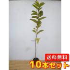 コブシ樹高0.8m前後10.5cm...