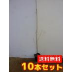 ヤマザクラ樹高0.8m前後10.5...