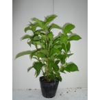 アジサイ ヤマアジサイ （アマチャ） 樹高0.3m前後 13.5cmポット （ 単 品 ）  苗 植木 苗木