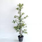 uba mega si высота дерева 0.8m передний и задний (до и после) 15cm pot (5 шт. комплект )( бесплатная доставка ) рассада растение саженец двор 