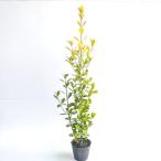 ougomasaki высота дерева 0.8m передний и задний (до и после) 15cm pot (10 шт. комплект )( бесплатная доставка ) рассада растение саженец двор 