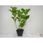 ショッピングアジサイ アジサイ（ガクアジサイ） 樹高0.4m前後 15cmポット （10本セット）（送料無料）  色指定なし 植木 苗木 庭