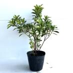 common do азалия высота дерева 0.3m передний и задний (до и после) 15cm pot (10 шт. комплект )( бесплатная доставка ) рассада растение саженец двор 