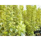  gold masaki высота дерева 0.3m передний и задний (до и после) 15cm pot (10 шт. комплект )( бесплатная доставка ) рассада растение саженец двор 