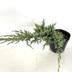  голубой ковровое покрытие / 13.5~15cm pot (10 шт. комплект )( бесплатная доставка ) рассада растение саженец двор почвопокровные растения 