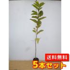コブシ樹高0.8m前後10.5cm...