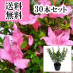  Satsuki азалия ( satsuki ) высота дерева 0.2m передний и задний (до и после) 10.5cm pot (30 шт. комплект )( бесплатная доставка ) рассада растение саженец двор 