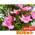  Satsuki азалия ( satsuki ) высота дерева 0.3m передний и задний (до и после) 15cm pot (5 шт. комплект )( бесплатная доставка ) рассада растение саженец двор 