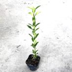 masaki высота дерева 0.5m передний и задний (до и после) 10.5cm pot (40 шт. комплект )( бесплатная доставка ) рассада растение саженец двор 