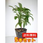  man ryou высота дерева 0.2m передний и задний (до и после) 9.0cm pot (5 шт. комплект )( бесплатная доставка ) рассада * говоря по правде относительно нет случается растение саженец двор 