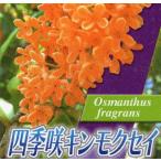 キンモクセイ シキザキキンモクセイ 樹高0.2m前後 10.5cmポット （ 単 品 ）  苗 植木 苗木 庭