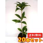 キンモクセイシキザキキンモクセイ樹...