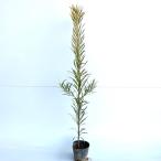 подокарп крупнолистный высота дерева 0.5m передний и задний (до и после) 10.5cm pot (10 шт. комплект )( бесплатная доставка ) рассада растение саженец 