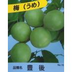 ウメ豊後ウメ梅苗樹高0.5m前後1...