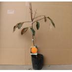 カキ富有柿樹高0.6m前後15cm...