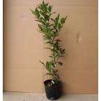  язык can высота дерева 0.5m передний и задний (до и после) 15cm pot (2 шт. комплект )( бесплатная доставка ) рассада растение саженец двор фруктовое дерево рассада . дерево ..