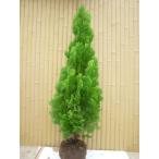 ショッピング苗 エレガンテシマ 樹高1.2m前後 根巻 （3本セット）（送料無料）  苗 植木 苗木 庭