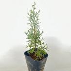  blue ice высота дерева 0.5m передний и задний (до и после) 15cm pot (10 шт. комплект )( бесплатная доставка ) рассада растение саженец двор 