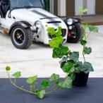  хедера Helix / 9.0cm pot (10 шт. комплект )( бесплатная доставка ) рассада растение саженец почвопокровные растения 