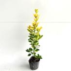 ougomasaki высота дерева 0.4m передний и задний (до и после) 12cm pot (10 шт. комплект )( бесплатная доставка ) рассада растение саженец 